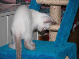 kittens - 071007 09